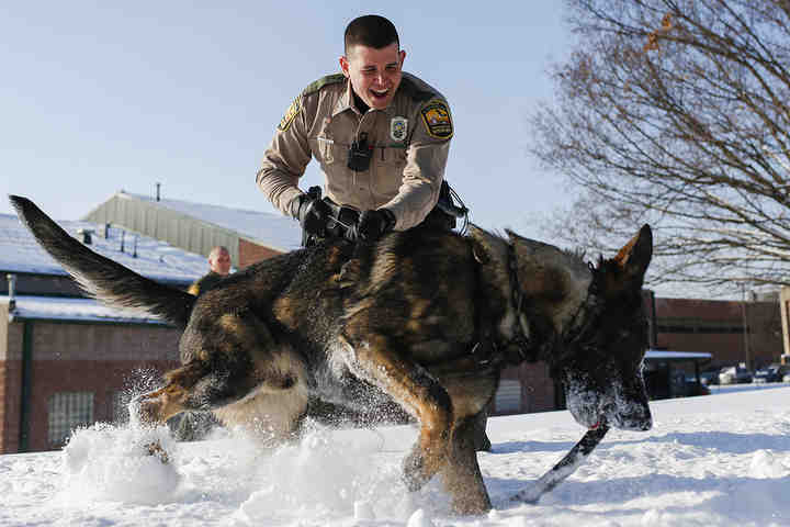 Wildlife Officer Chris Gilkey praises his K-9 partner, Mattis, a year-old German Shepard, after he completed a tracking drill during a demonstration at the Ohio Department of Natural Resources Division of Wildlife District Office in Columbus. The department will train five new dogs for their five wildlife districts.   (Joshua A. Bickel / The Columbus Dispatch)